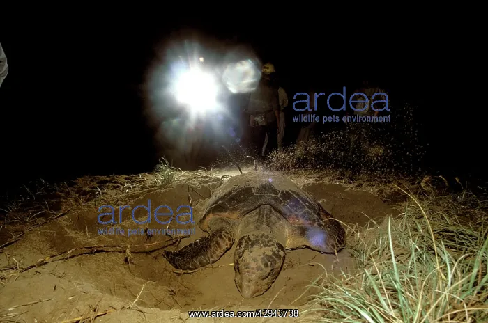 : Turtle watching - Mon Repos Beach, Bundaberg, Queensland : Turtle watching - Mon Repos Beach, Bundaberg, Queensland