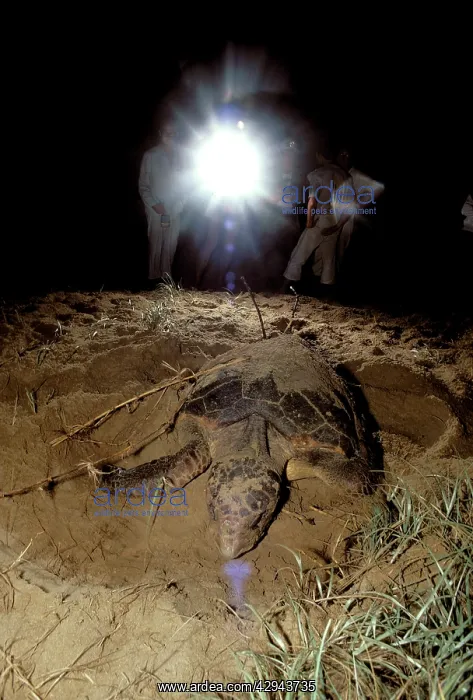  : Turtle watching -. Mon Repos Beach, Bundaberg