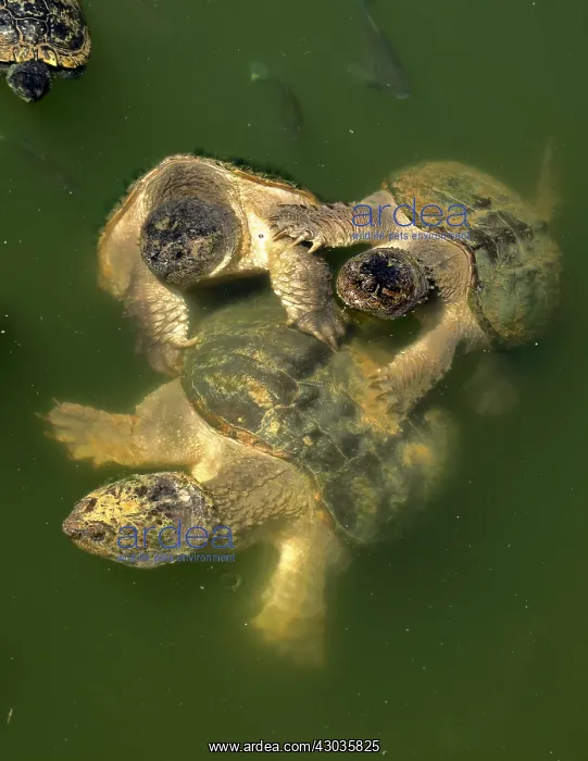  : Turtles