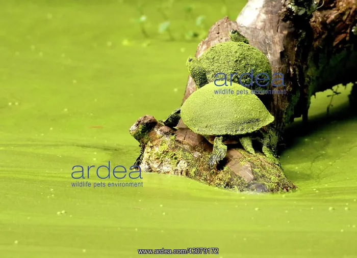 : Turtles. A pair of algae-covered turtles bask on a log in Florida's Tampa Bay region : Turtles. A pair of algae-covered turtles bask on a log in Florida's Tampa Bay region