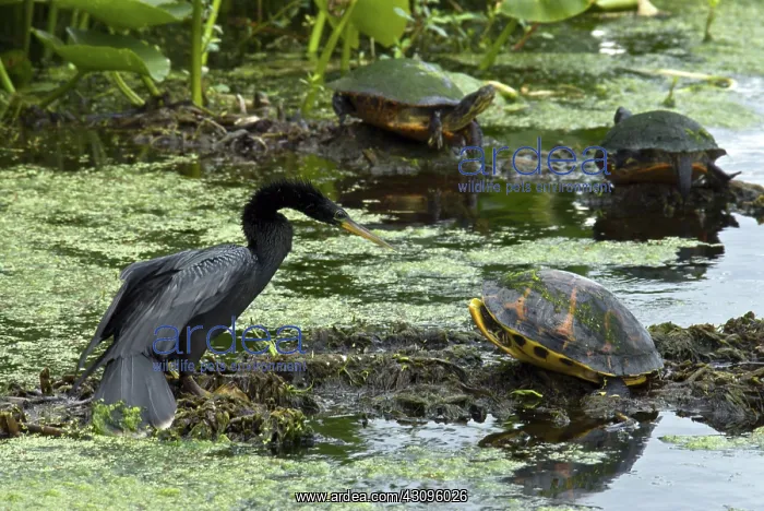 : Turtles and Anhinga : Turtles and Anhinga