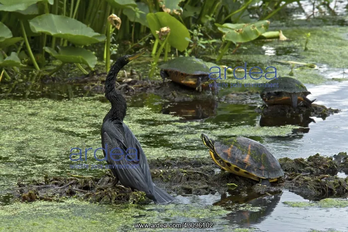: Turtles and Anhinga : Turtles and Anhinga