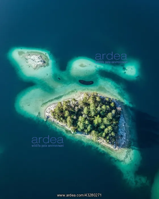 : Turtles island, turquoise water, conifers, island : Turtles island, turquoise water, conifers, island