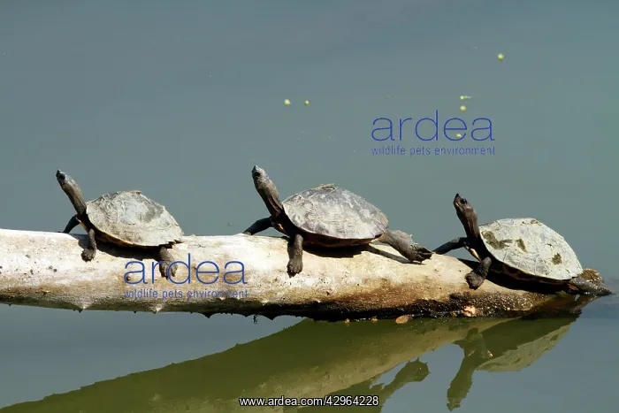 : Turtles - in the river Brahamputra : Turtles - in the river Brahamputra