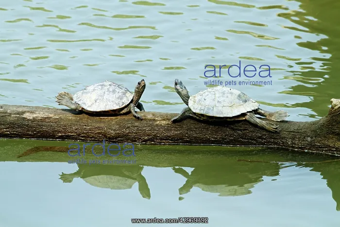 : Turtles - in the river Brahamputra : Turtles - in the river Brahamputra