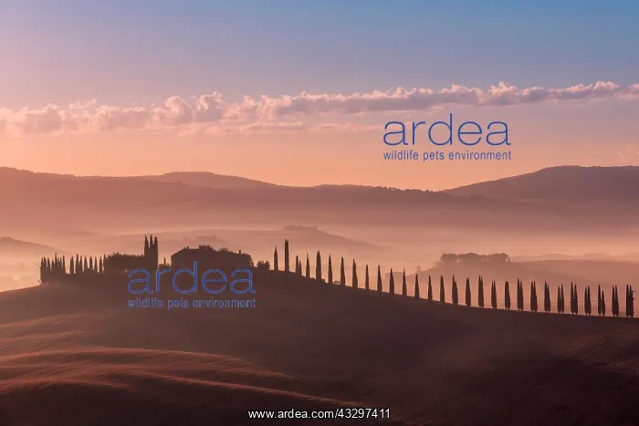 : Tuscan landscape with road lined with cypress trees : Tuscan landscape with road lined with cypress trees