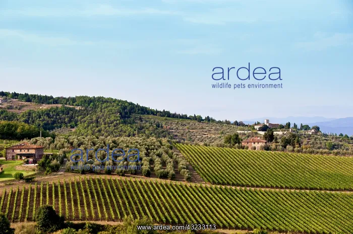  : Tuscany, Italy. Vineyards and olive trees