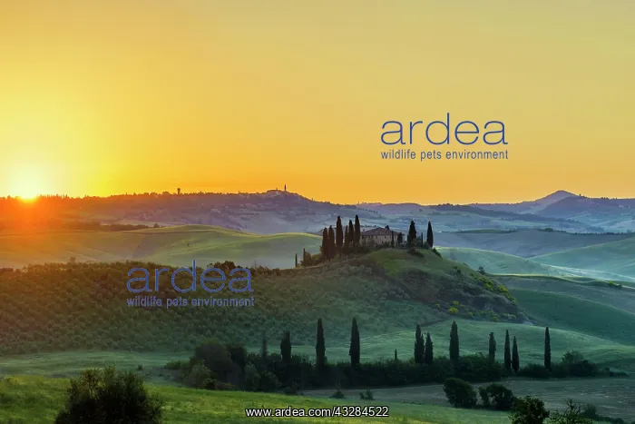 : Tuscany landscape with cypresses and farmstead : Tuscany landscape with cypresses and farmstead