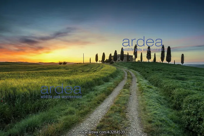 : Tuscany landscape with cypresses and farmstead at : Tuscany landscape with cypresses and farmstead at