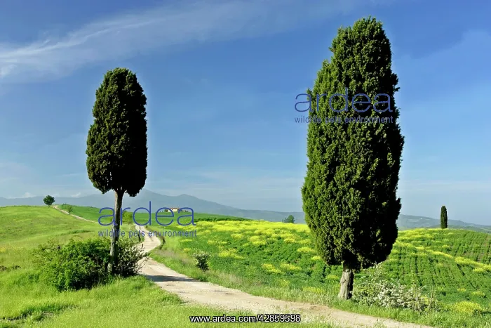 : Tuscany landscape - road leading to a farm with : Tuscany landscape - road leading to a farm with