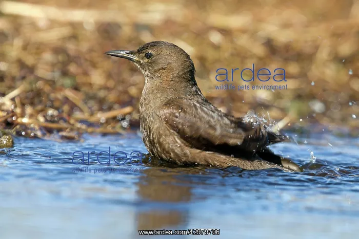 : Tussackbird / Tussockbird / Blackish Cinclodes : Tussackbird / Tussockbird / Blackish Cinclodes