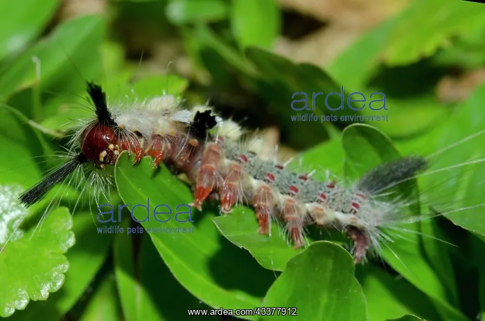 : Tussock Moth Caterpillar : Tussock Moth Caterpillar