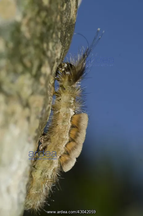 : Tussock Moth Caterpillar - with long hairs for protection : Tussock Moth Caterpillar - with long hairs for protection