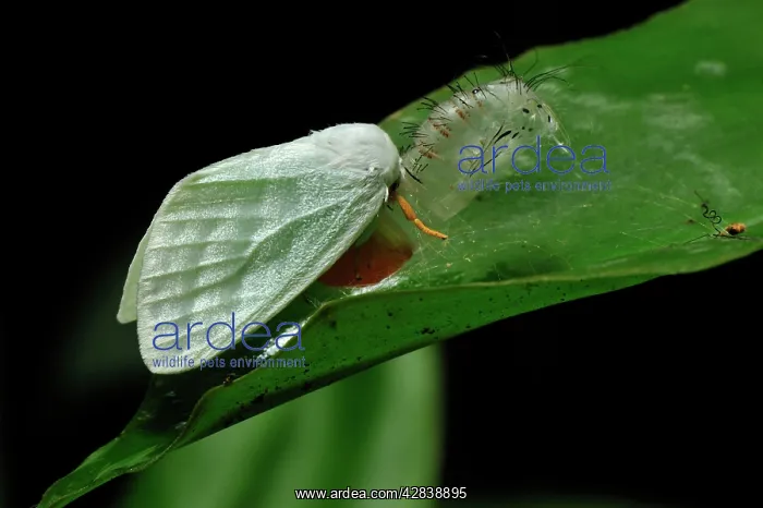 : Tussock moths - after hatching out of the pupa : Tussock moths - after hatching out of the pupa
