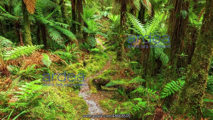 : Tutoko River Track, Fiordland National Park, South Island : Tutoko River Track, Fiordland National Park, South Island