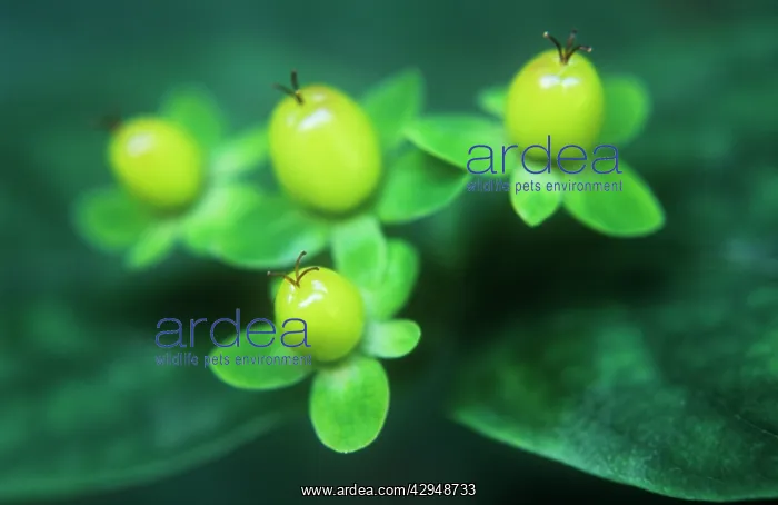 : Tutsan, Hypericum androsaemum : Tutsan, Hypericum androsaemum