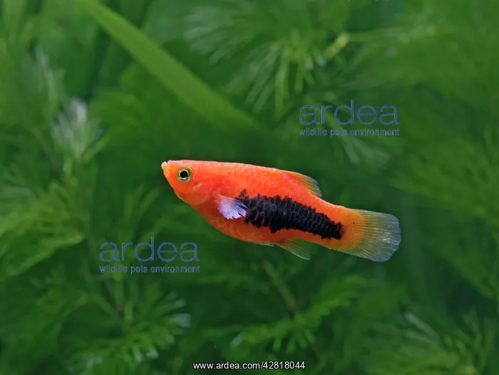 : Tuxedo platy - side view : Tuxedo platy - side view