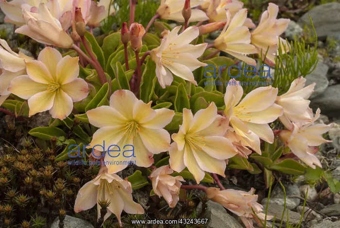 : Tweedy's lewisia, Lewisia tweedii, in flower : Tweedy's lewisia, Lewisia tweedii, in flower