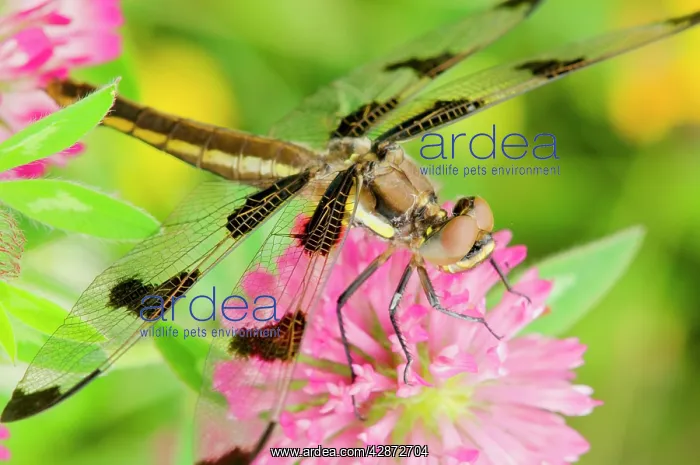 : Twelve-spot Skimmer Dragonfly - female resting : Twelve-spot Skimmer Dragonfly - female resting