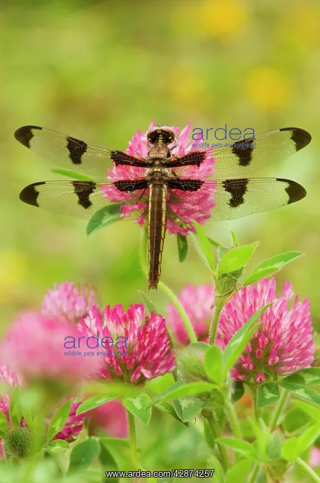 : Twelve-spot Skimmer Dragonfly - resting on red : Twelve-spot Skimmer Dragonfly - resting on red