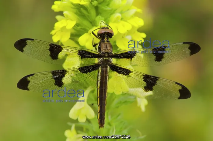  : Twelve-spotted Skimmer Dragonfly - believed to be a female