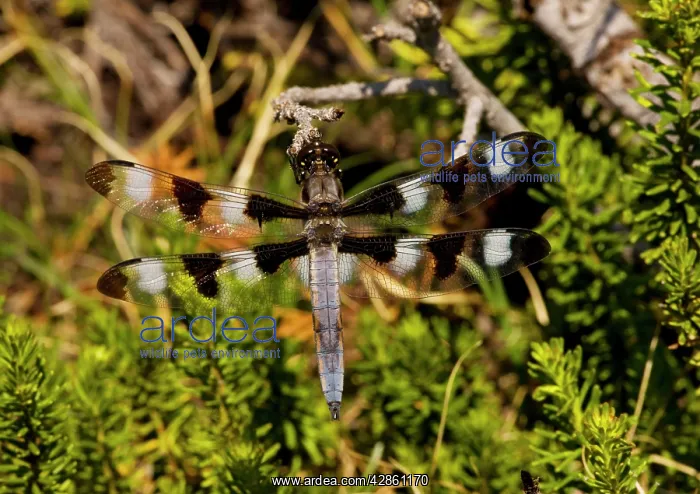 : The twelve-spotted Skimmer - perched on red heather : The twelve-spotted Skimmer - perched on red heather