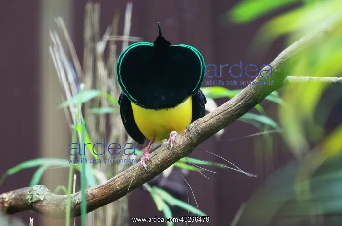 : Twelve-wired Bird 0f Paradise, male displaying : Twelve-wired Bird 0f Paradise, male displaying