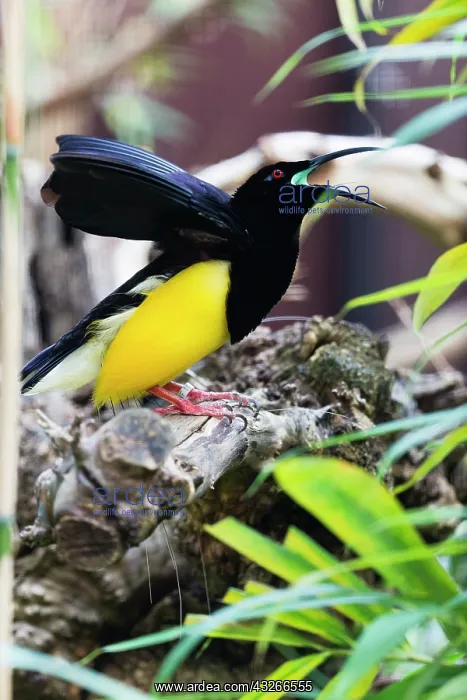 : Twelve-wired Bird 0f Paradise, male displaying : Twelve-wired Bird 0f Paradise, male displaying