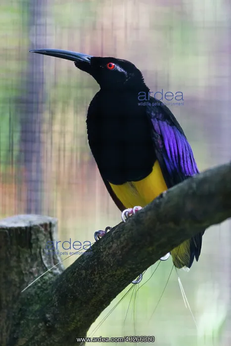 : Twelve-wired Bird 0f Paradise, male, perched on : Twelve-wired Bird 0f Paradise, male, perched on