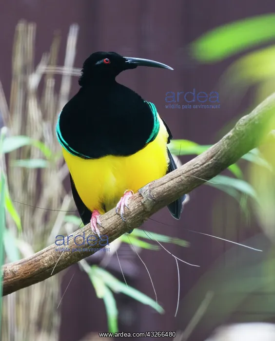 : Twelve-wired Bird 0f Paradise, male, perched on : Twelve-wired Bird 0f Paradise, male, perched on