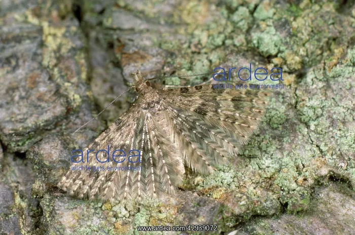 : Twenty-plume / Many-plume Moth : Twenty-plume / Many-plume Moth