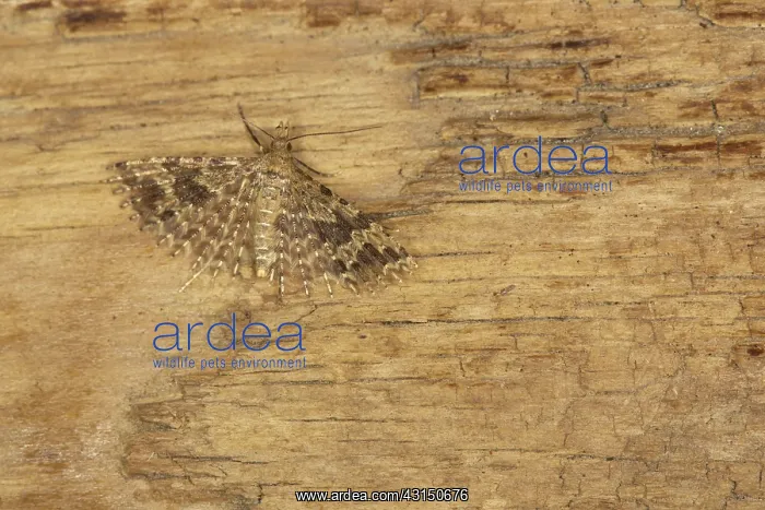 : Twenty-plume Moth : Twenty-plume Moth