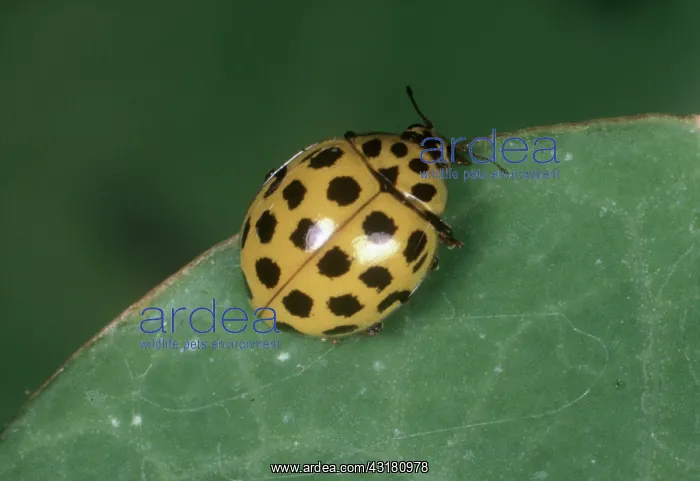 : Twenty-two spot ladybird : Twenty-two spot ladybird