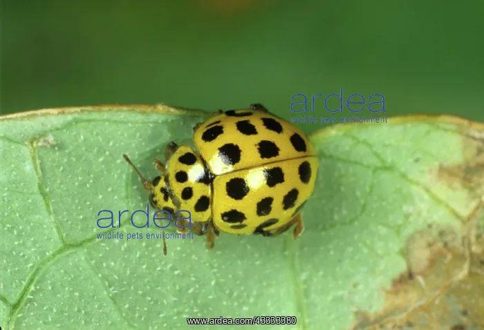: Twenty-two spot ladybird : Twenty-two spot ladybird