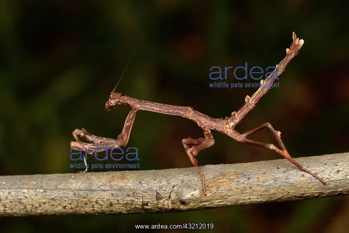 : Twig Mantis (Popa spurca) on a branch, Andasibe : Twig Mantis (Popa spurca) on a branch, Andasibe