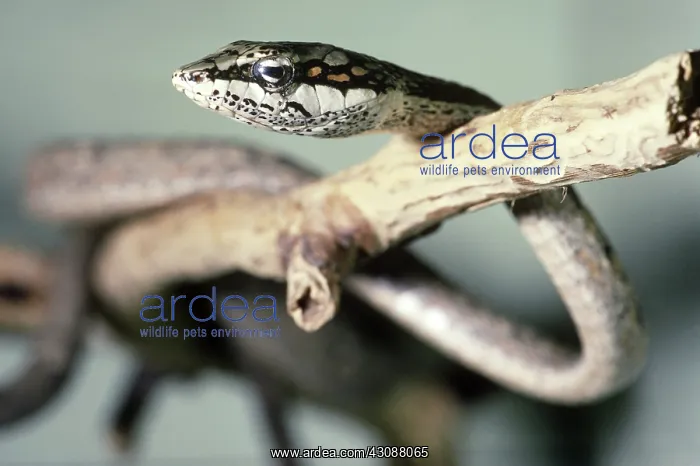 : Twig Snake : Twig Snake