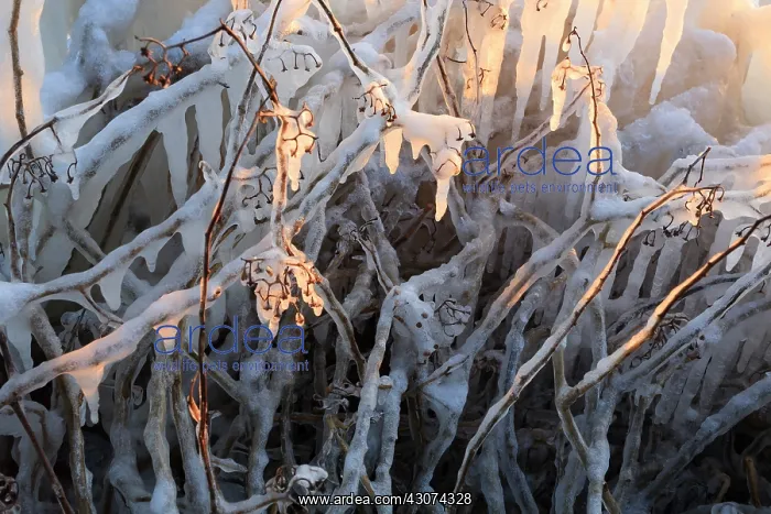 : Twigs covered by icicles in backlight : Twigs covered by icicles in backlight