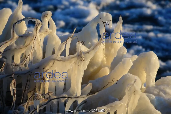 : Twigs covered by icicles in backlight : Twigs covered by icicles in backlight