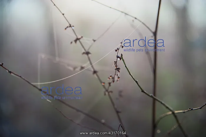 : Twigs in a misty, wintery setting connected by spider web st : Twigs in a misty, wintery setting connected by spider web st