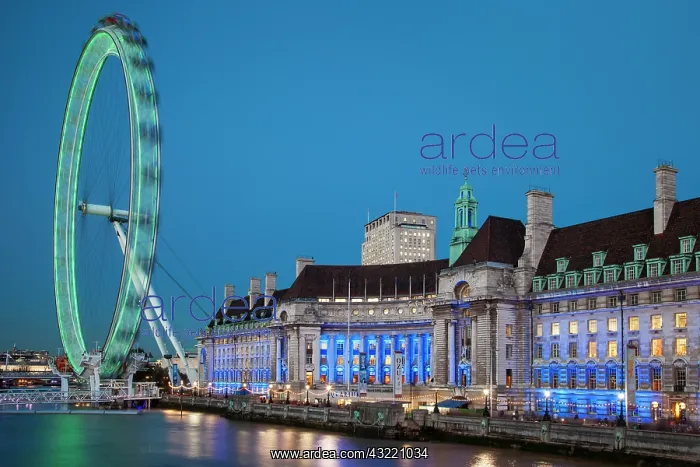 : Twilight at the London Eye along River Thames : Twilight at the London Eye along River Thames