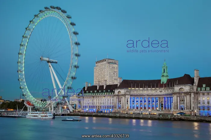 : Twilight at the London Eye along River Thames : Twilight at the London Eye along River Thames