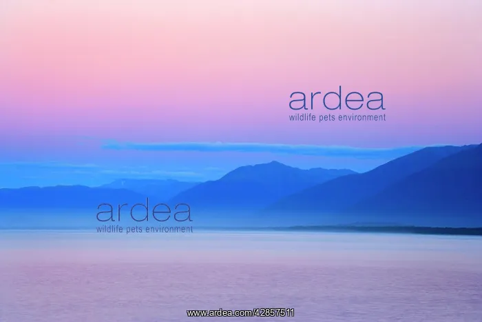 : Twilight - ocean and mountains around Jackson Bay : Twilight - ocean and mountains around Jackson Bay