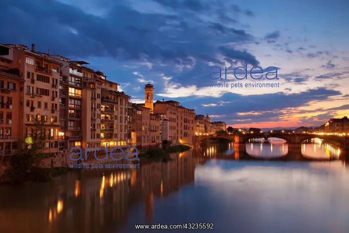 : Twilight over River Arno and renaissance : Twilight over River Arno and renaissance