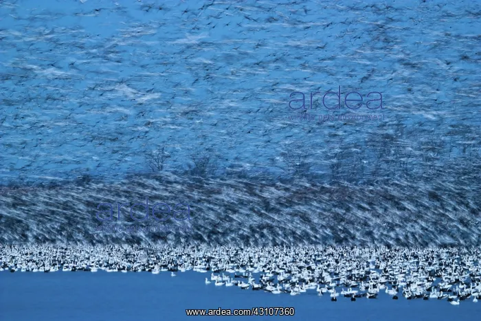 : Twilight Snow Goose Blur : Twilight Snow Goose Blur
