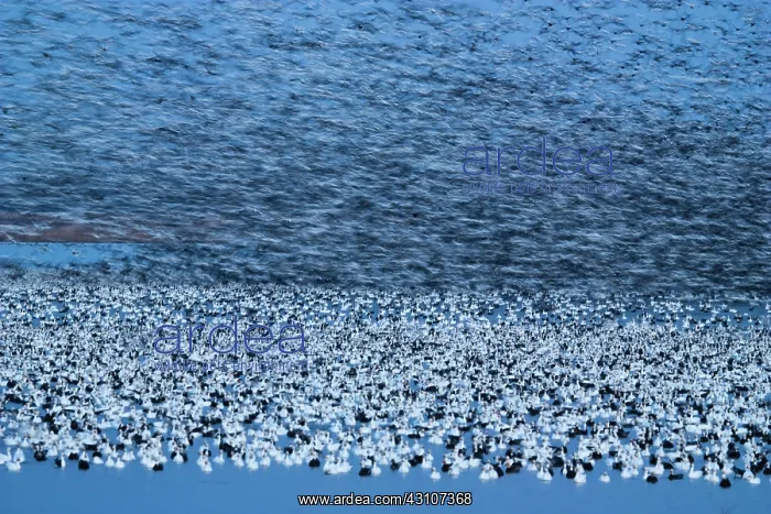 : Twilight Snow Goose Blur : Twilight Snow Goose Blur