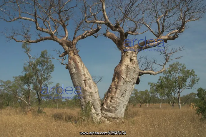  : Twin Baobab Trees - Known as Boab Tree in Australia
