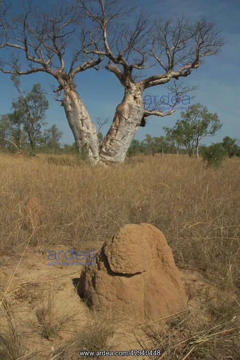 : Twin Baobab Trees - and termite mound. Known as : Twin Baobab Trees - and termite mound. Known as