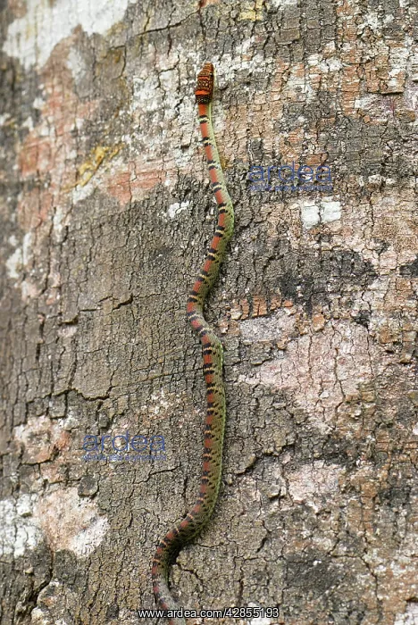 : Twin Barred Tree Snake - on tree : Twin Barred Tree Snake - on tree