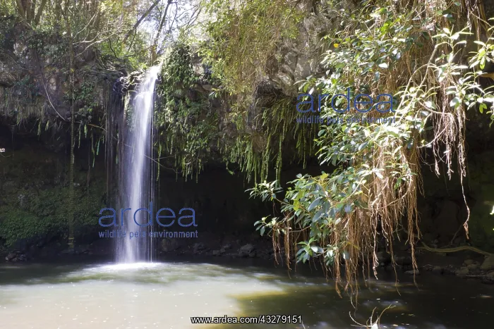 : Twin Falls an der Strasse nach Hana, Maui, Hawaii : Twin Falls an der Strasse nach Hana, Maui, Hawaii