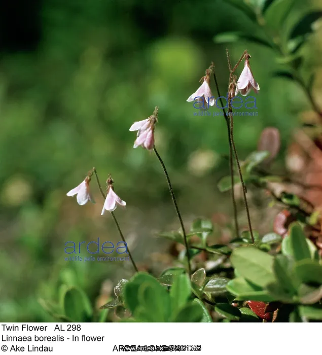  : Twin Flower